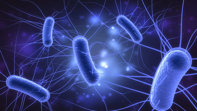 Báo động vi khuẩn E.coli kháng kháng sinh tại Việt Nam - Ảnh 1.