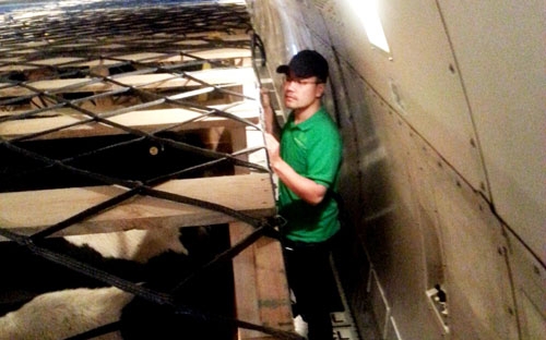 Trong thời gian bay, cứ 1 tiếng đồng hồ, chuyên gia lại phải kiểm tra và theo dõi nhiệt độ chung của máy bay để các “cô bò” luôn được ở trong nhiệt độ thích hợp nhất là 18 - 19 độ C nhằm đảm bảo sức khỏe.