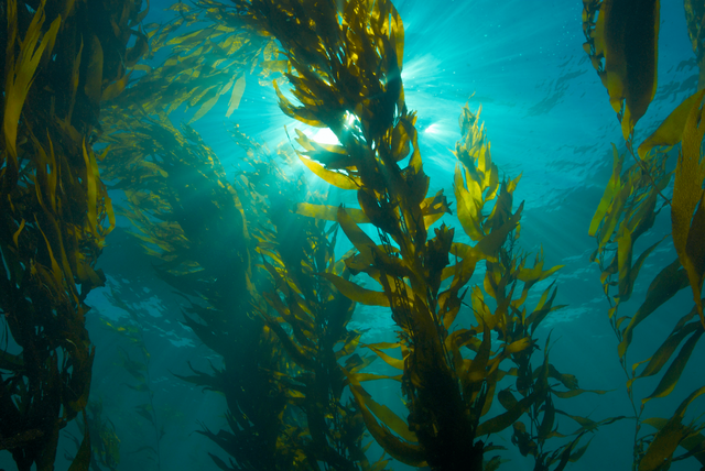 Vén màn bí ẩn “liệu pháp” Fucoidan - Ảnh 2.
