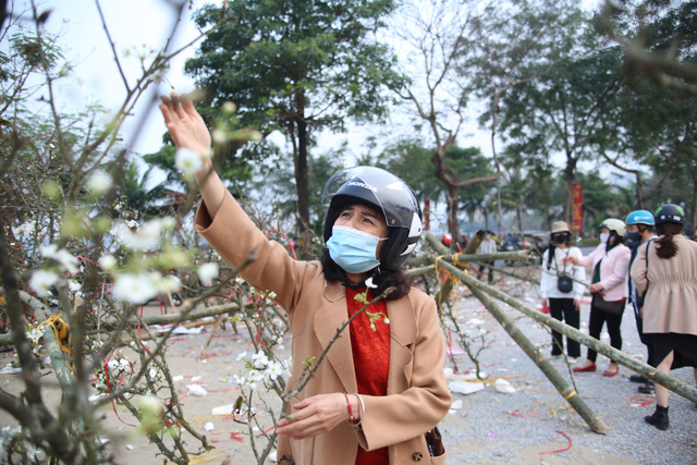 Hoa lê trắng giá rẻ hơn mọi năm nhưng vẫn vắng khách - Ảnh 3.