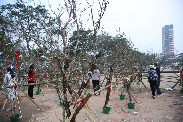 Hoa lê trắng giá rẻ hơn mọi năm nhưng vẫn vắng khách - Ảnh 6.