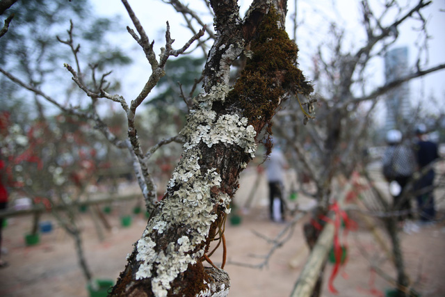 Hoa lê trắng giá rẻ hơn mọi năm nhưng vẫn vắng khách - Ảnh 8.