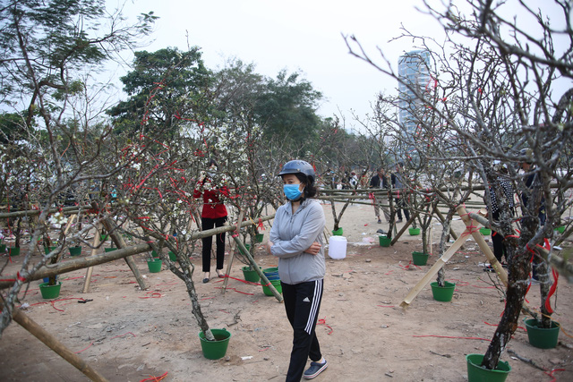 Hoa lê trắng giá rẻ hơn mọi năm nhưng vẫn vắng khách - Ảnh 5.