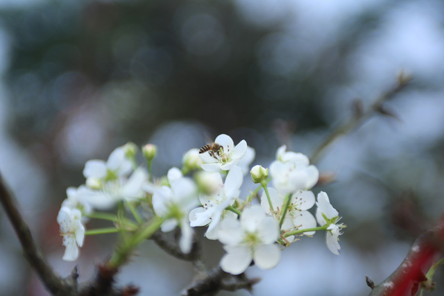 Hoa lê trắng giá rẻ hơn mọi năm nhưng vẫn vắng khách - Ảnh 9.