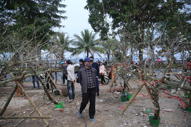 Hoa lê trắng giá rẻ hơn mọi năm nhưng vẫn vắng khách - Ảnh 7.