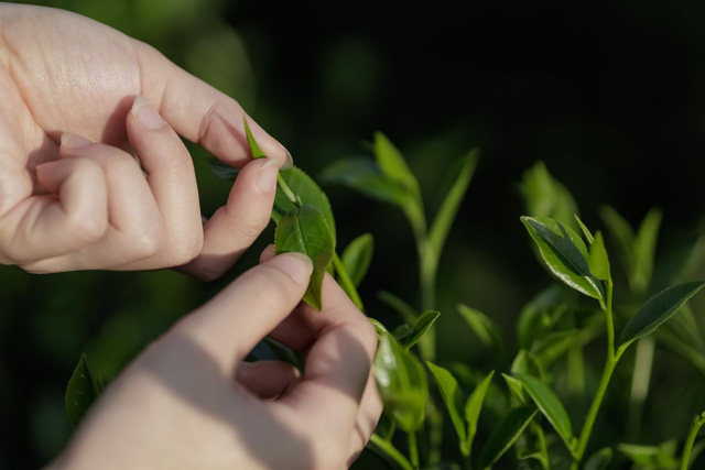 Trà đinh Tân Cương vì sao đắt như vàng? - Ảnh 1.