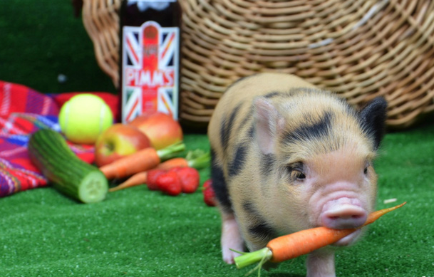 Heo cảnh mini: hãy chú ý nguồn gốc - Ảnh 4.