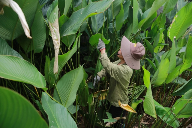 Làng lá dong Tràng Cát: những ngày bận rộn nhất trong năm - Ảnh 4.
