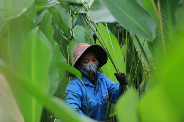 Làng lá dong Tràng Cát: những ngày bận rộn nhất trong năm - Ảnh 3.