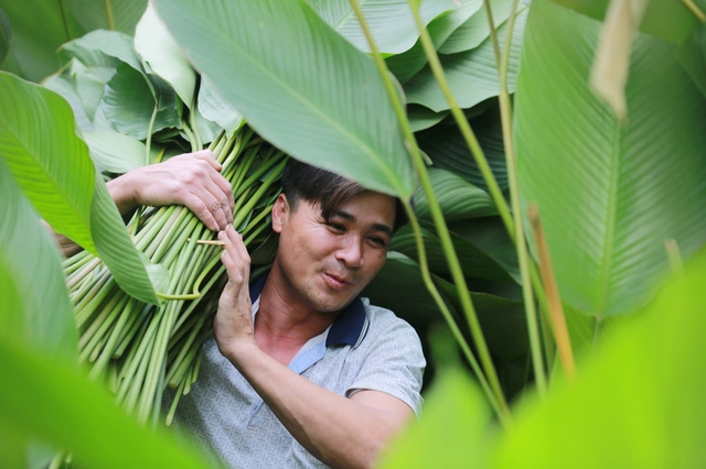 Làng lá dong Tràng Cát: những ngày bận rộn nhất trong năm - Ảnh 2.