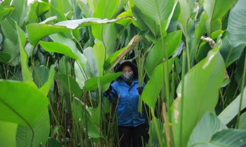 Làng lá dong Tràng Cát: những ngày bận rộn nhất trong năm