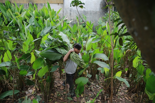 Làng lá dong Tràng Cát: những ngày bận rộn nhất trong năm - Ảnh 1.
