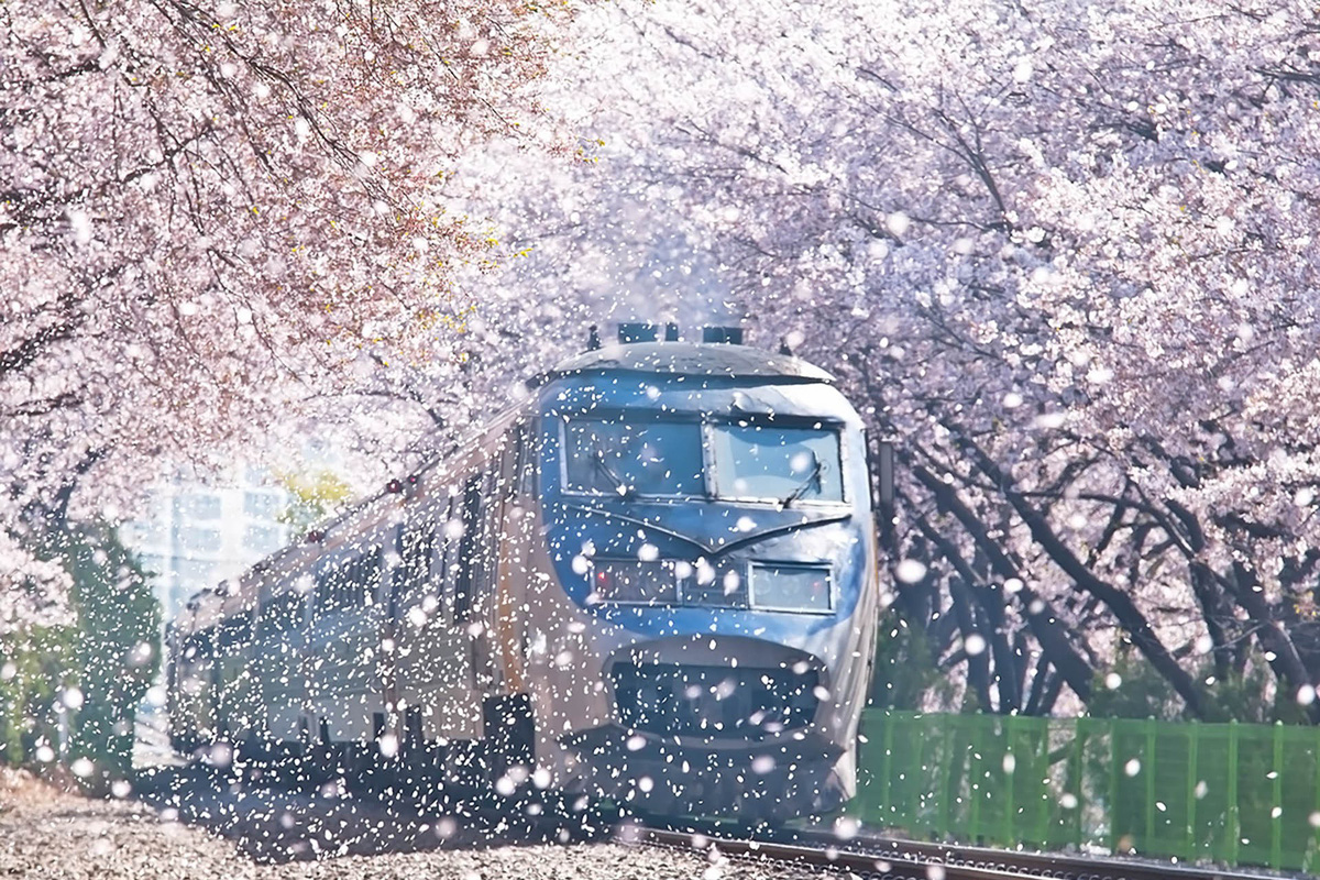 Lễ hội hoa anh đào Hàn Quốc tại Jinhae