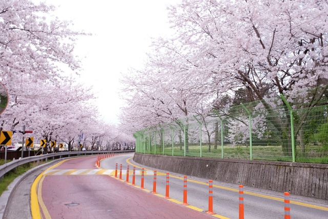 Ngồi xe lửa ngắm hoa anh đào ở Jinhae - Ảnh 9.