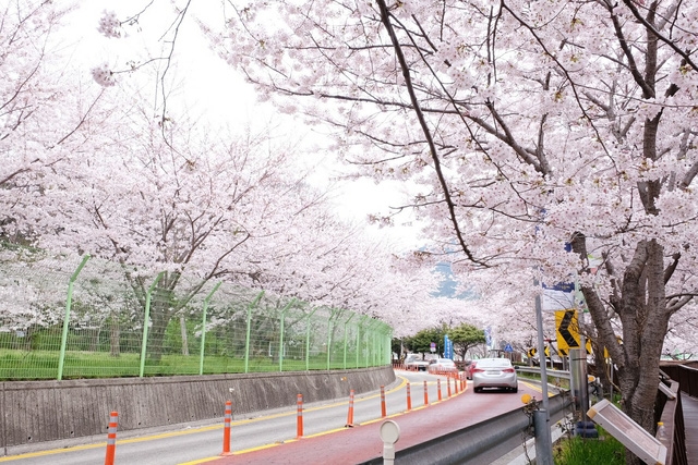 Ngồi xe lửa ngắm hoa anh đào ở Jinhae - Ảnh 10.