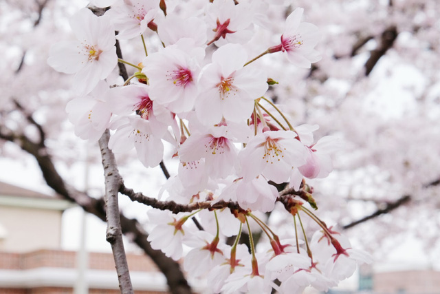 Ngồi xe lửa ngắm hoa anh đào ở Jinhae - Ảnh 11.