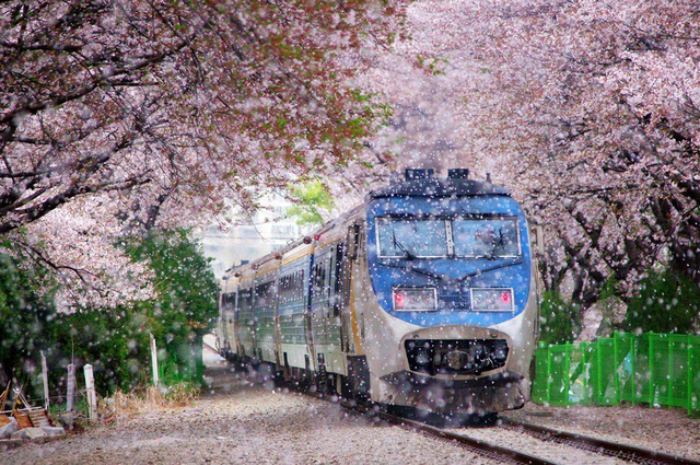 Ngồi xe lửa ngắm hoa anh đào ở Jinhae - Ảnh 4.