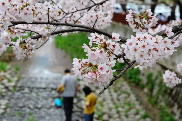 Ngồi xe lửa ngắm hoa anh đào ở Jinhae - Ảnh 14.