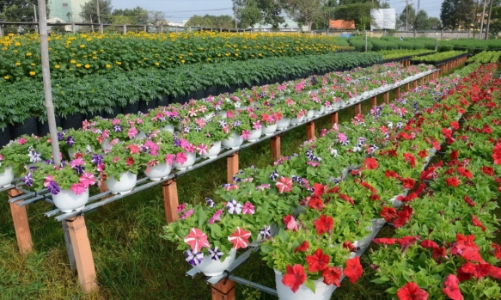 Hoa cảnh Tết cho thị trường phương Nam: nhiều giống cây mới