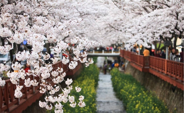 Ngồi xe lửa ngắm hoa anh đào ở Jinhae - Ảnh 6.