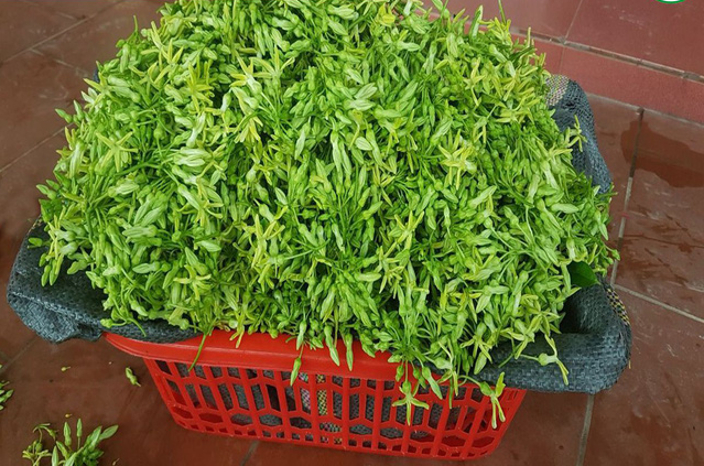 Mua hoa về nấu canh: món ngon theo mùa của các bà nội trợ - Ảnh 3.