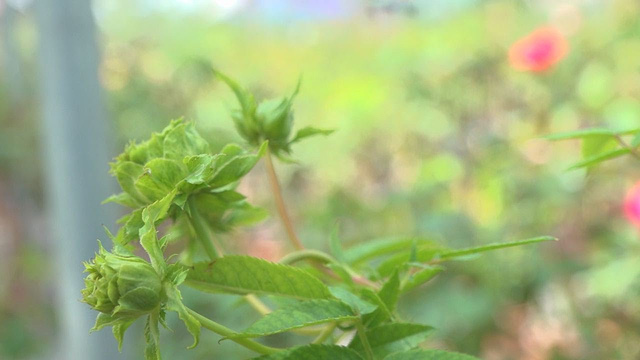 Hoa cảnh Tết cho thị trường phương Nam: nhiều giống cây mới - Ảnh 2.