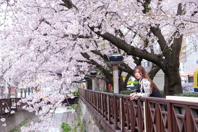 Ngồi xe lửa ngắm hoa anh đào ở Jinhae - Ảnh 8.