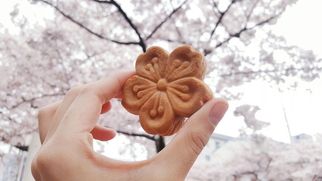 Ngồi xe lửa ngắm hoa anh đào ở Jinhae - Ảnh 12.