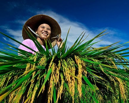 Theo Vụ Tín dụng các ngành kinh tế (Ngân hàng Nhà nước), đến cuối tháng 4/2014, dư nợ cho vay lĩnh vực nông nghiệp nông thôn (không bao gồm của 
Ngân hàng Chính sách xã hội) ước đạt 685.426 tỷ đồng, tăng 2% so với 
cuối 2013, cao hơn nhiều so với mức tăng trưởng chung 0,62%; nợ xấu chỉ 
chiếm 2,83%.