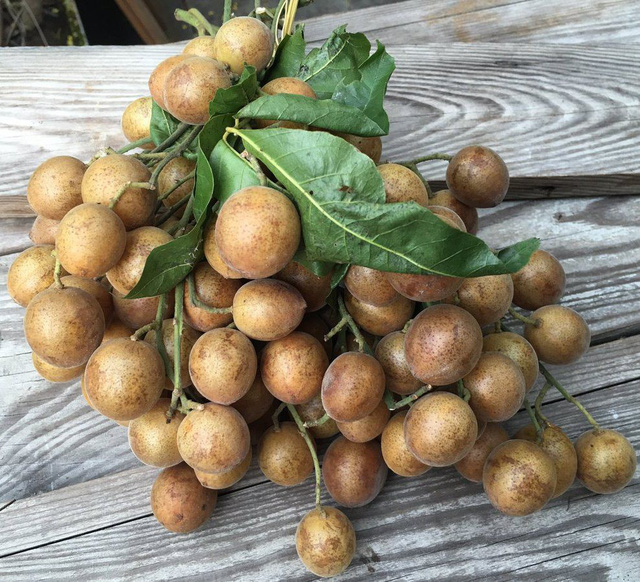 Tranh thủ làm mứt hồng bì để dành trị ho quanh năm nào! - Ảnh 2.