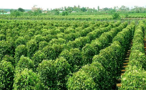 Hiện nay, diện tích hồ tiêu ở Tây Nguyên đã đạt mức 50.000 ha, vượt mức quy hoạch đến năm 2020 và chưa có dấu hiệu dừng lại. <br>