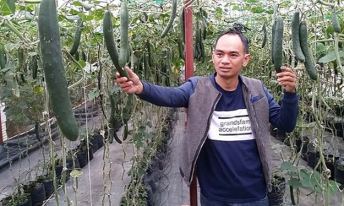 Vườn rau 'siêu công nghệ'