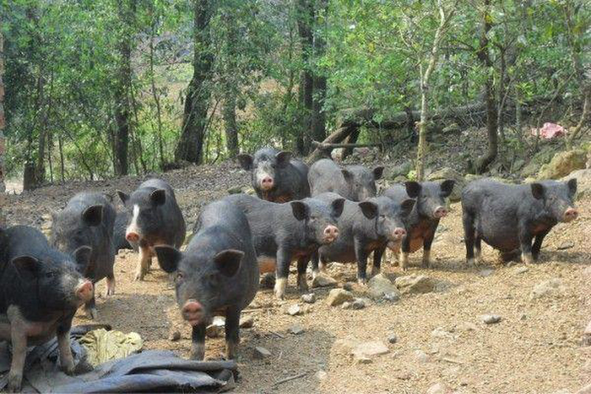 Hội viên nông dân làm giàu từ nuôi lợn rừng