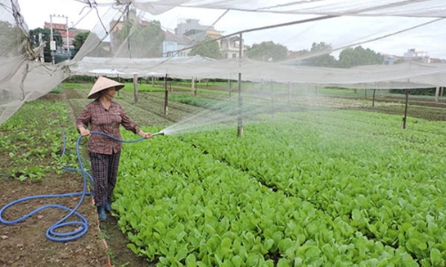 Chi phí cao nhưng ít giá trị - Bất cập dịch vụ cấp chứng nhận VietGAP