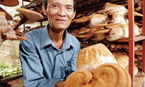 Thạc sĩ Cổ Đức Trọng - Thạc sĩ nấm