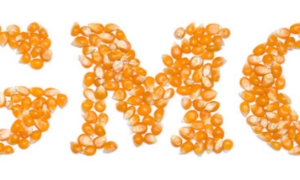 Nỗi lo thực phẩm biến đổi gen