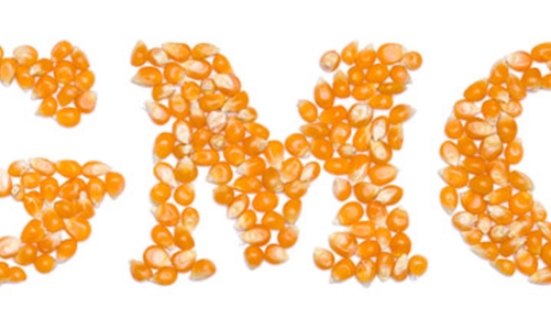 Nỗi lo thực phẩm biến đổi gen
