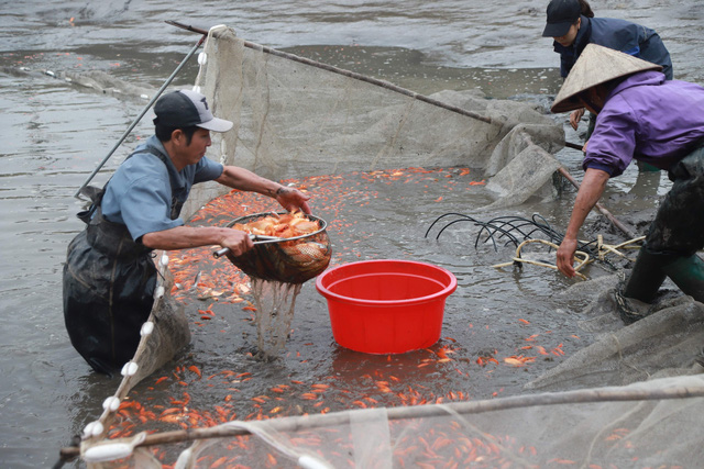 Làng cá chép đỏ Thủy Trầm trước ngày 23 tháng Chạp - Ảnh 2.