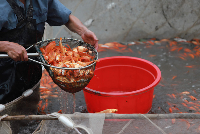 Làng cá chép đỏ Thủy Trầm trước ngày 23 tháng Chạp - Ảnh 3.