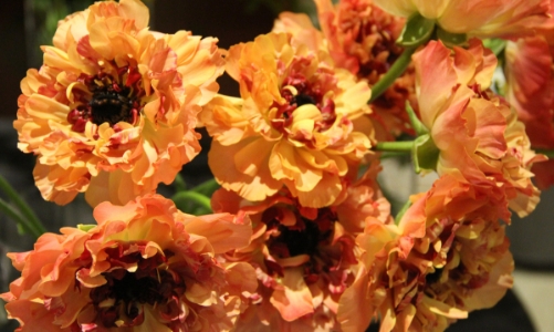 Check-in cùng những loài hoa hiếm của Nhật Bản ngay tại Hà Nội