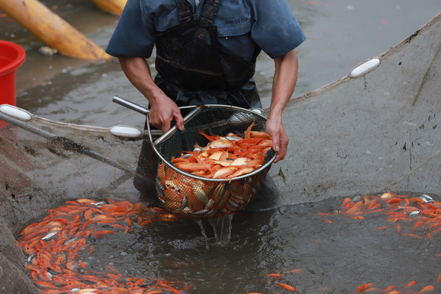 Làng cá chép đỏ Thủy Trầm trước ngày 23 tháng Chạp - Ảnh 4.