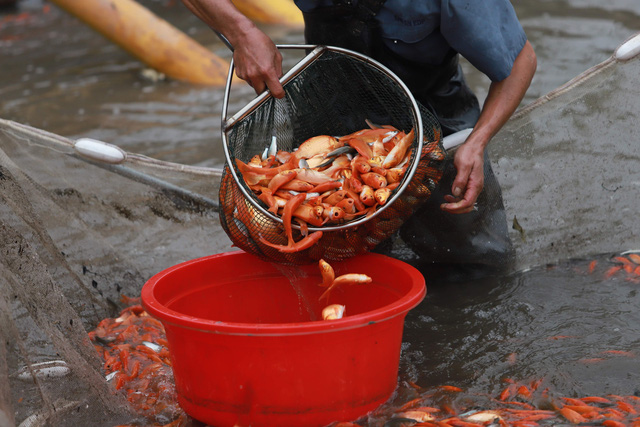 Làng cá chép đỏ Thủy Trầm trước ngày 23 tháng Chạp - Ảnh 5.