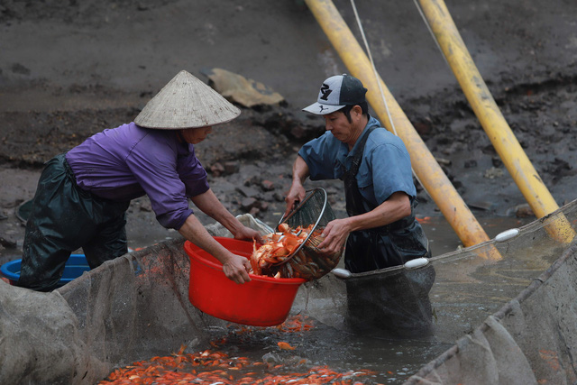 Làng cá chép đỏ Thủy Trầm trước ngày 23 tháng Chạp - Ảnh 6.