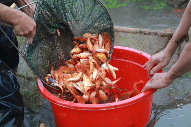 Thủy Trầm - mùa chép đỏ lặng lẽ - Ảnh 5.