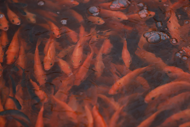 Làng cá chép đỏ Thủy Trầm trước ngày 23 tháng Chạp - Ảnh 7.