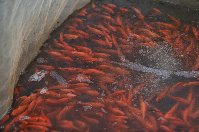 Làng cá chép đỏ Thủy Trầm trước ngày 23 tháng Chạp - Ảnh 8.