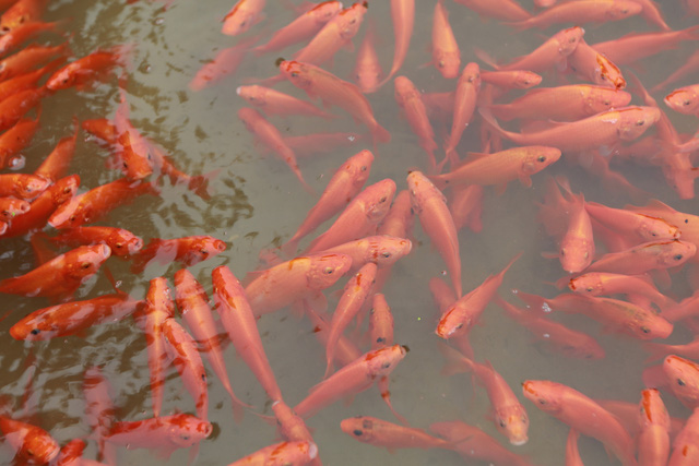 Thủy Trầm - mùa chép đỏ lặng lẽ - Ảnh 1.