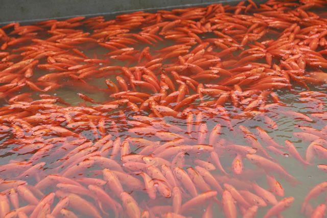 Thủy Trầm - mùa chép đỏ lặng lẽ - Ảnh 2.