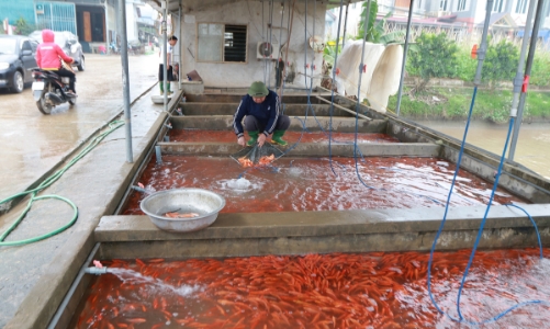 Thủy Trầm - mùa chép đỏ lặng lẽ