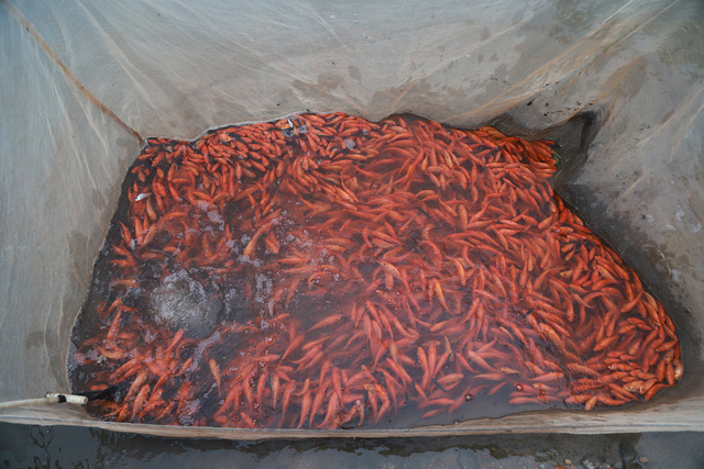 Làng cá chép đỏ Thủy Trầm trước ngày 23 tháng Chạp - Ảnh 9.